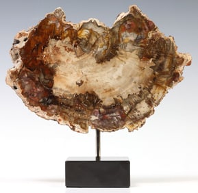 POLISHED SLICE OF PETRIFIED WOOD ON BLACK MARBLE BASE