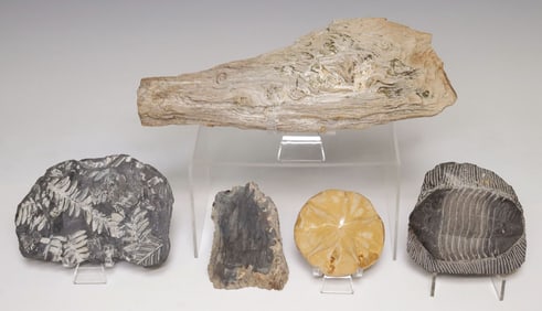 (5) FOSSILIZED SPECIMENS, TRILOBITE, PETRIFIED WOOD, SEA URCHIN