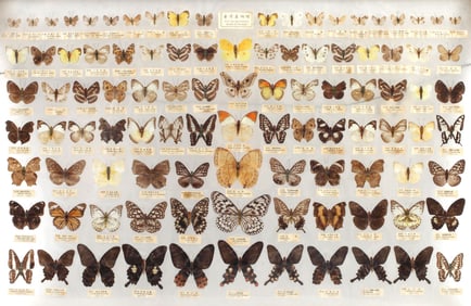FRAMED ENTOMOLOGICAL COLLECTION OF BUTTERFLY SPECIMENS