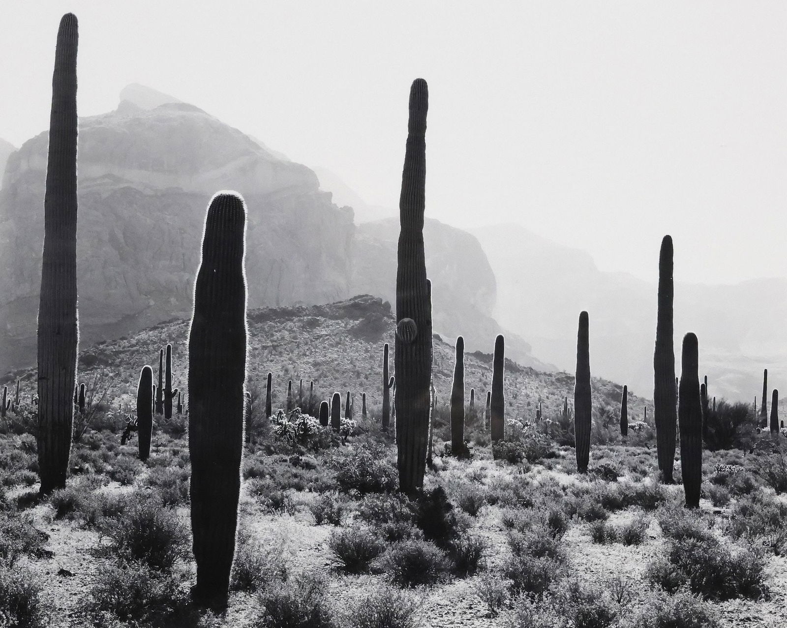 JOHN WARD (B.1943) SIGNED LANDSCAPE PHOTOGRAPH, ORGAN PIPE CACTUS: Framed photographic print, Sonoran Desert Landscape with Organ Pipe Cactus, pencil signed lower right John Ward (American, b.1943), sight: approx 16.5"h, 20"w, overall: approx 22.5"h, 28.5"w, 9lbs