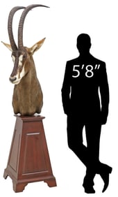 TAXIDERMY SABLE ANTELOPE TROPHY MOUNT ON STAND, 86.5"H