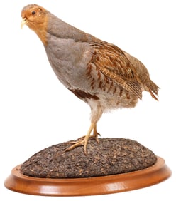TAXIDERMY GREY HUNGARIAN PARTRIDGE FULL-BODY BIRD MOUNT