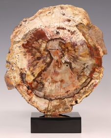 GEOLOGICAL PETRIFIED WOOD SLAB ON BLACK MARBLE BASE