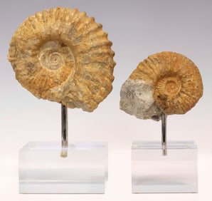 (2) AMMONITE FOSSIL SPECIMENS ON ACRYLIC BASES