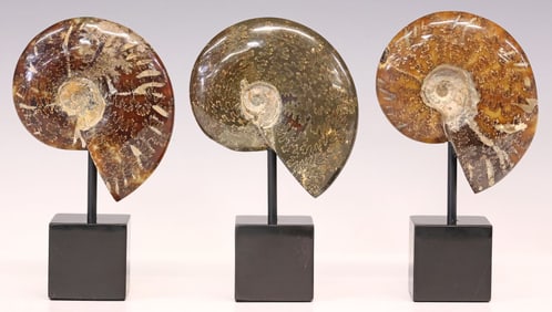 (3) GEOLOGICAL POLISHED AMMONITE FOSSILS ON BLACK MARBLE BASES
