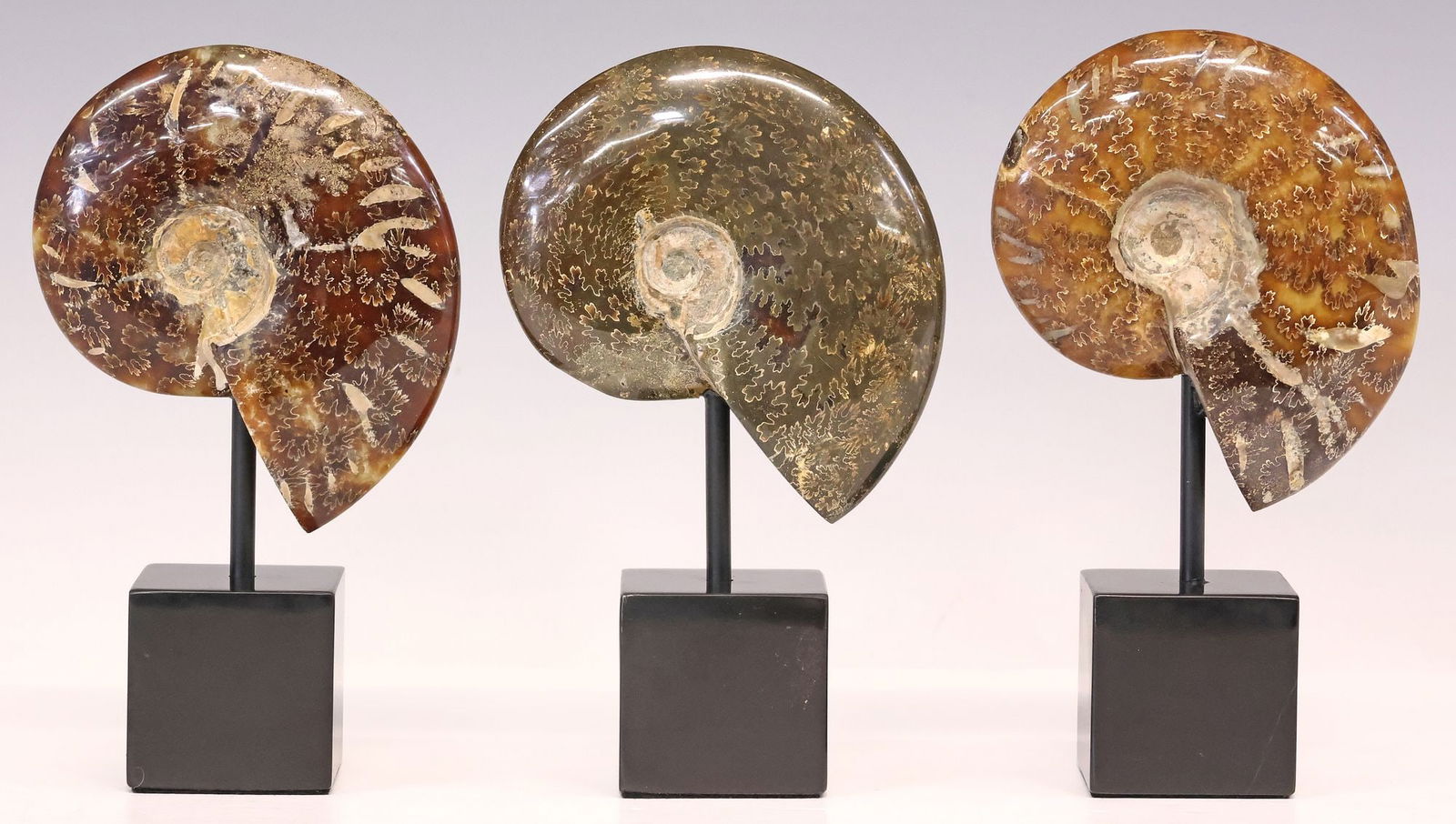 (3) GEOLOGICAL POLISHED AMMONITE FOSSILS ON BLACK MARBLE BASES (1 of 3)