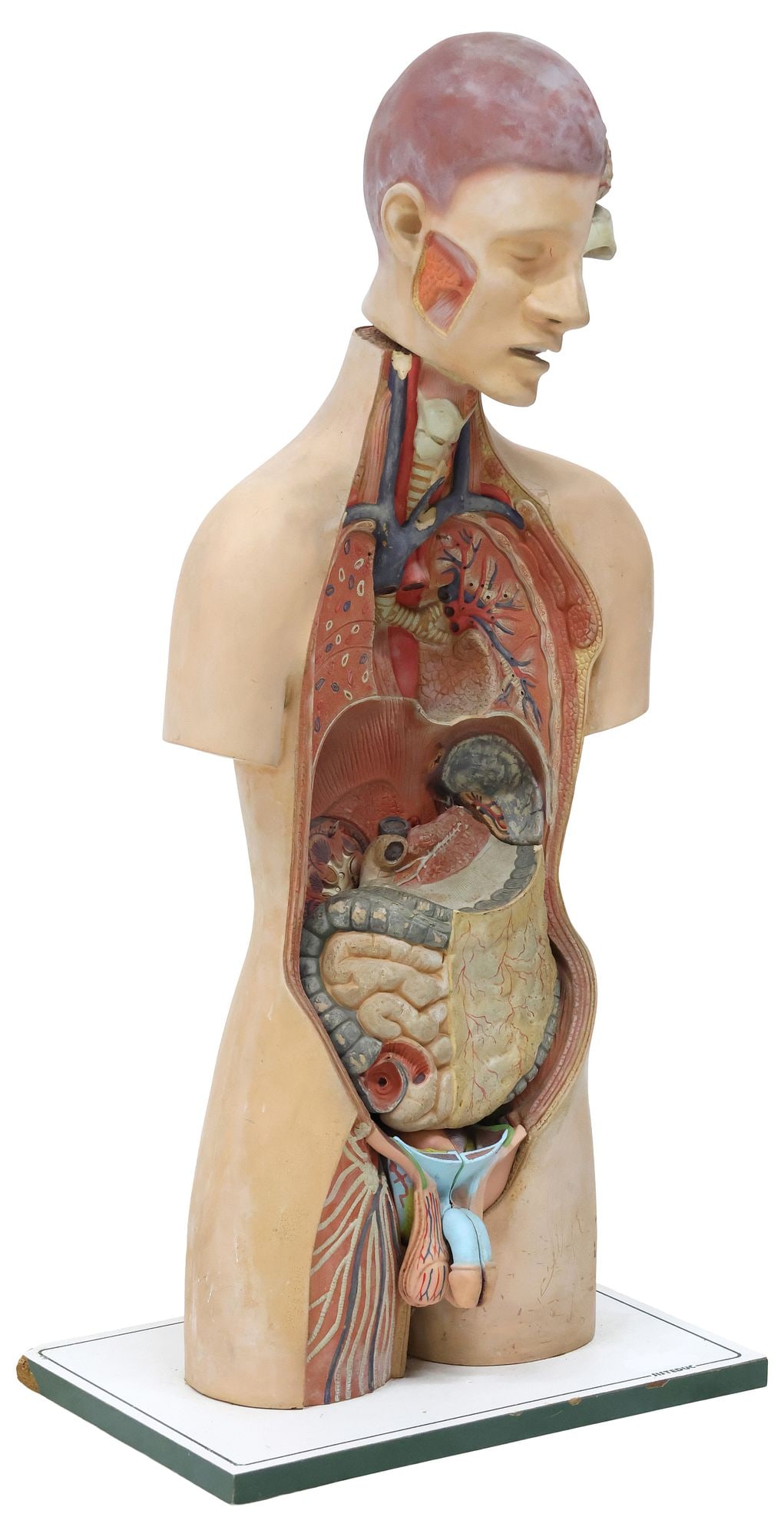 ANATOMICAL MODEL HUMAN TORSO, REMOVABLE ORGANS: French anatomical upper body teaching model, 20th c., with articulating head and removable organs, on laminated particle board base, marked "SISTEDUC," (Systeme Educatif), chip to base, approx 36"h, 1