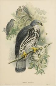 AFTER JOHN GOULD (D.1881) ORNITHOLOGY LITHOGRAPH, HONEY BUZZARD