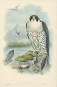 AFTER JOSEPH WOLF (D.1899) ORNITHOLOGY LITHOGRAPH, PEREGRINE FALCON