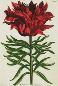 AFTER JOHANN THEODOR DE BRY BOTANICAL SERIGRAPH, 'LILY OF THE VALLEY'