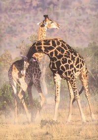 JOSHUA SPIES (B.1974) WILDLIFE GIRAFFE PRINT, 'ATTITUDE ADJUSTMENT,' 45" X 32"
