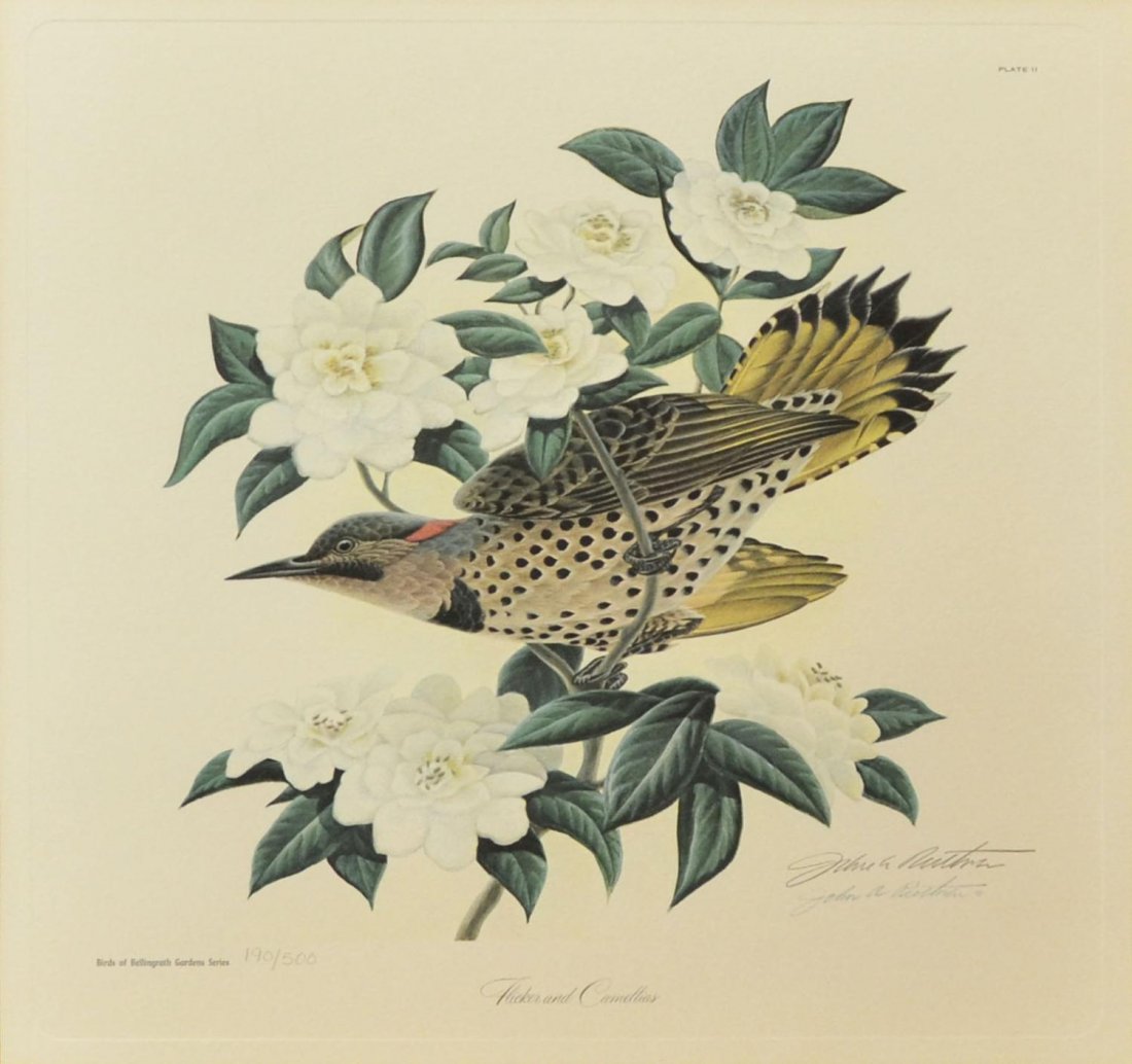 PRINT, FLICKER & CAMELLIAS, SIGNED J RUTHVEN: Framed print on paper, 'Flicker and Camellias', pencil and print signed lower right John A. Ruthven (American b. 1924), from the 'Birds of Bellingrath Garden Series', numbered 190/500, plate II, accom
