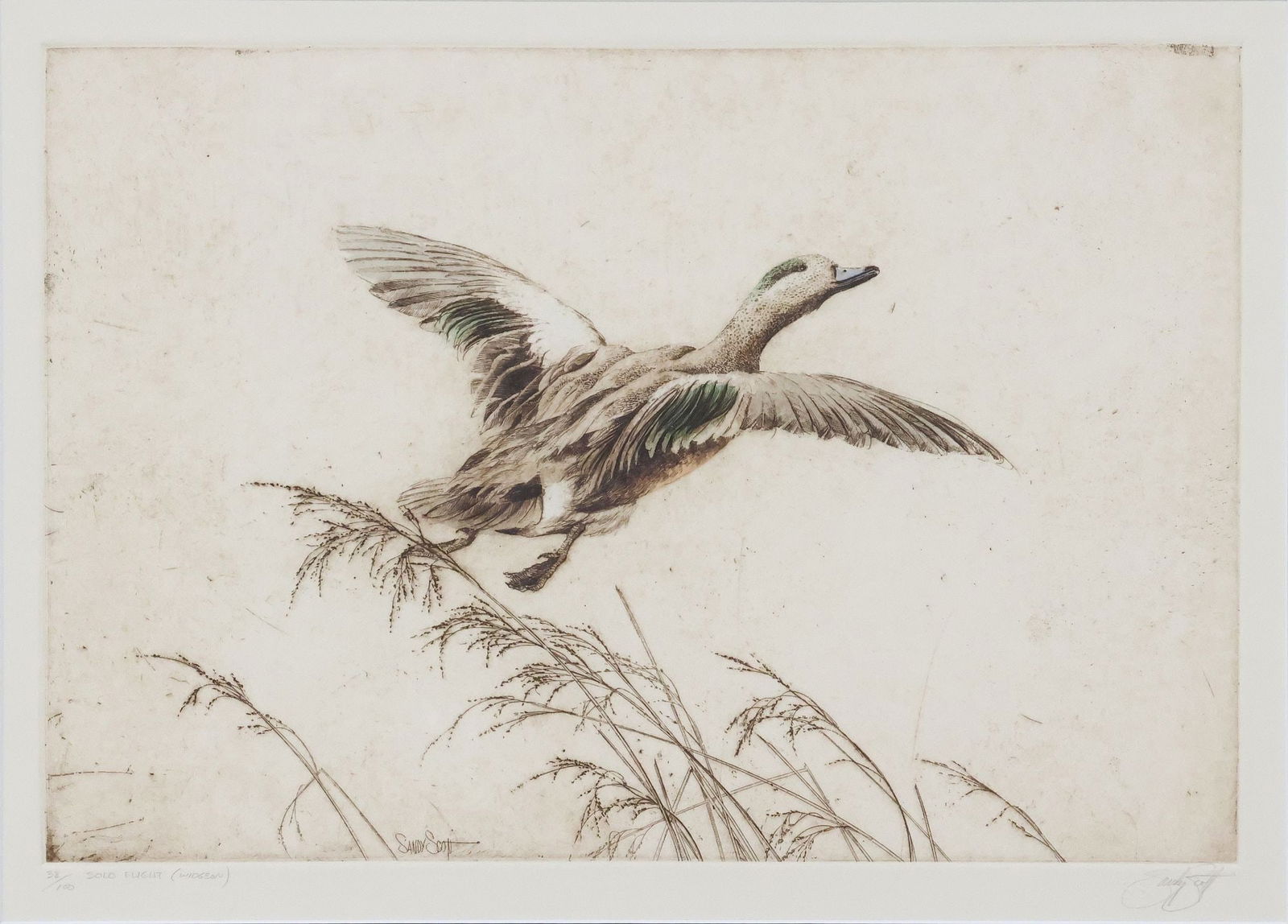SANDY SCOTT (B.1943) WILDLIFE DUCK ETCHING, 'SOLO FLIGHT (WIGEON)' (1 of 5)