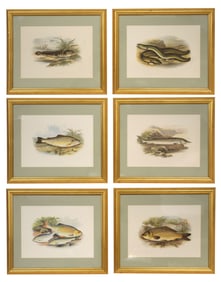 (6) AFTER WILLIAM HOUGHTON ZOOLOGY PRINTS, 'BRITISH FRESH WATER FISHES'