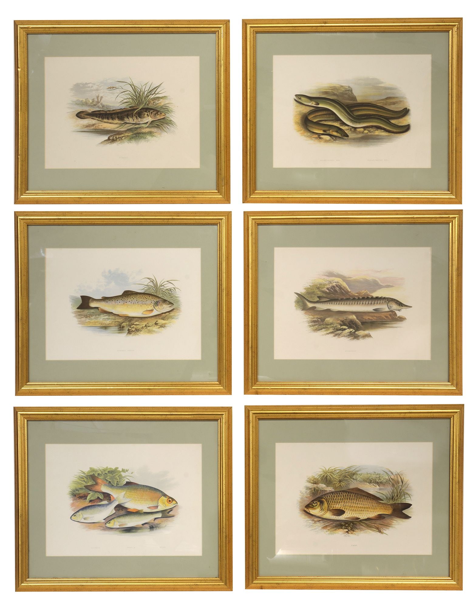 (6) AFTER WILLIAM HOUGHTON ZOOLOGY PRINTS, 'BRITISH FRESH WATER FISHES': (lot of 6) Framed color prints on paper, after the original hand-colored wood engravings from "British Fresh-Water Fishes," by Revered William Houghton (British, 1828-1895), comprising: (1) Common Tro