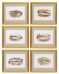 (6) AFTER WILLIAM HOUGHTON ZOOLOGY PRINTS, 'BRITISH FRESH WATER FISHES'