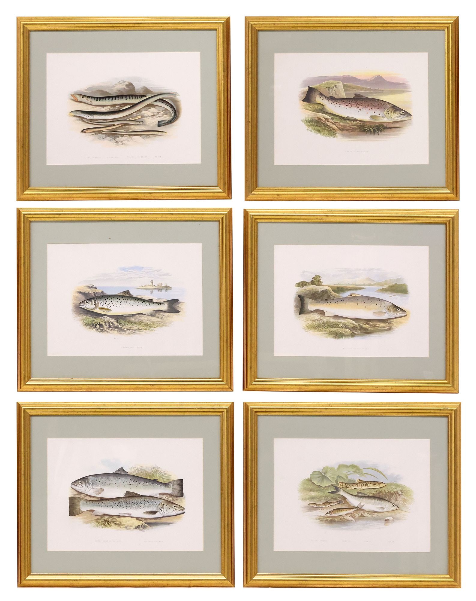 (6) AFTER WILLIAM HOUGHTON ZOOLOGY PRINTS, 'BRITISH FRESH WATER FISHES' (1 of 4)