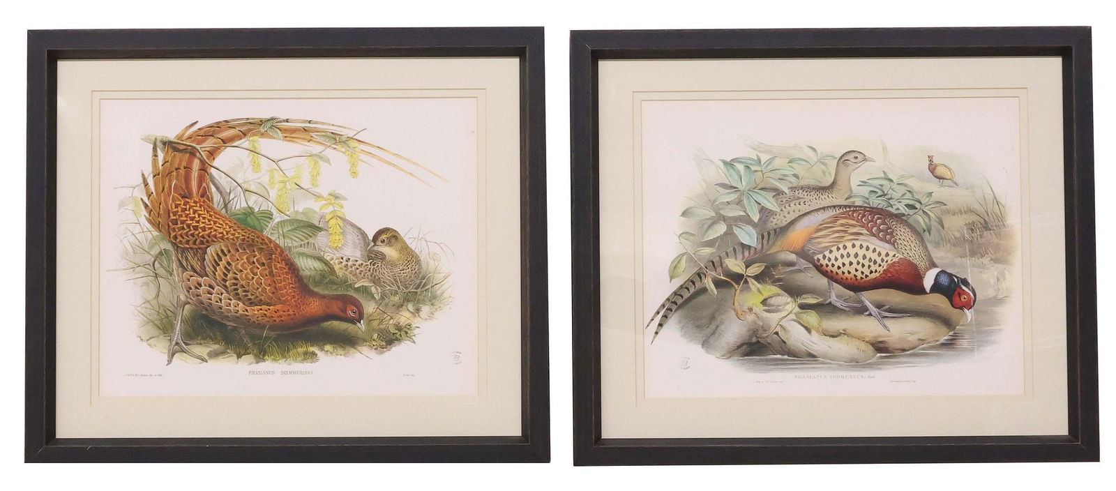 (2) AFTER JOHN GOULD (1804-1888) ORNITHOLOGICAL PRINTS (1 of 8)