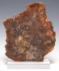 GEOLOGICAL PETRIFIED WOOD SLICE ON ACRYLIC BASE