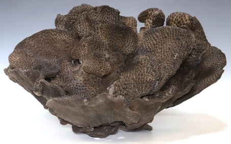 MONUMENTAL NATURAL BLACK CUP CORAL ASSEMBLAGE, 29"W