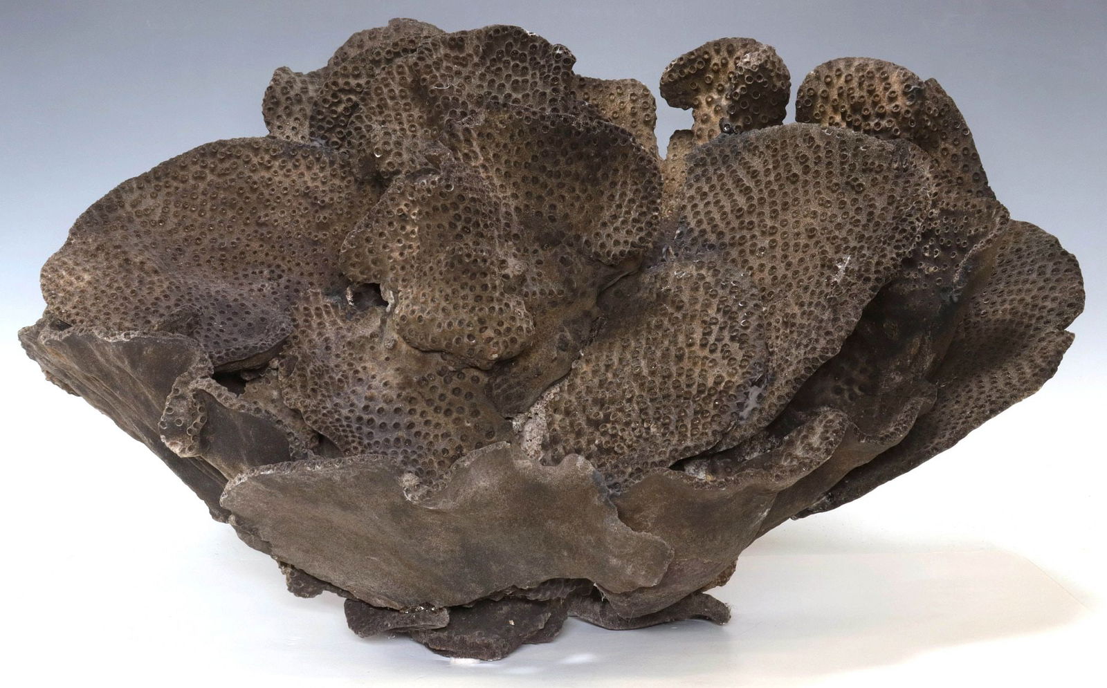 MONUMENTAL NATURAL BLACK CUP CORAL ASSEMBLAGE, 29"W (1 of 3)