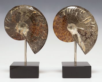 (2) GEOLOGICAL POLISHED AMMONITE FOSSILS ON BLACK MARBLE BASES