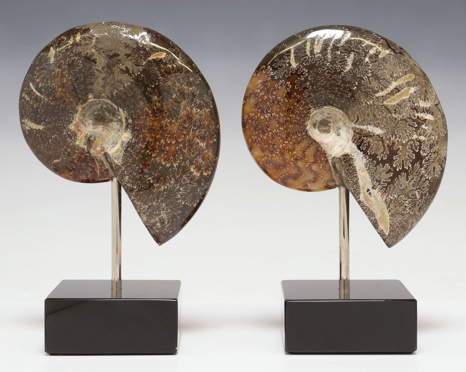 (2) GEOLOGICAL POLISHED AMMONITE FOSSILS ON BLACK MARBLE BASES (1 of 3)