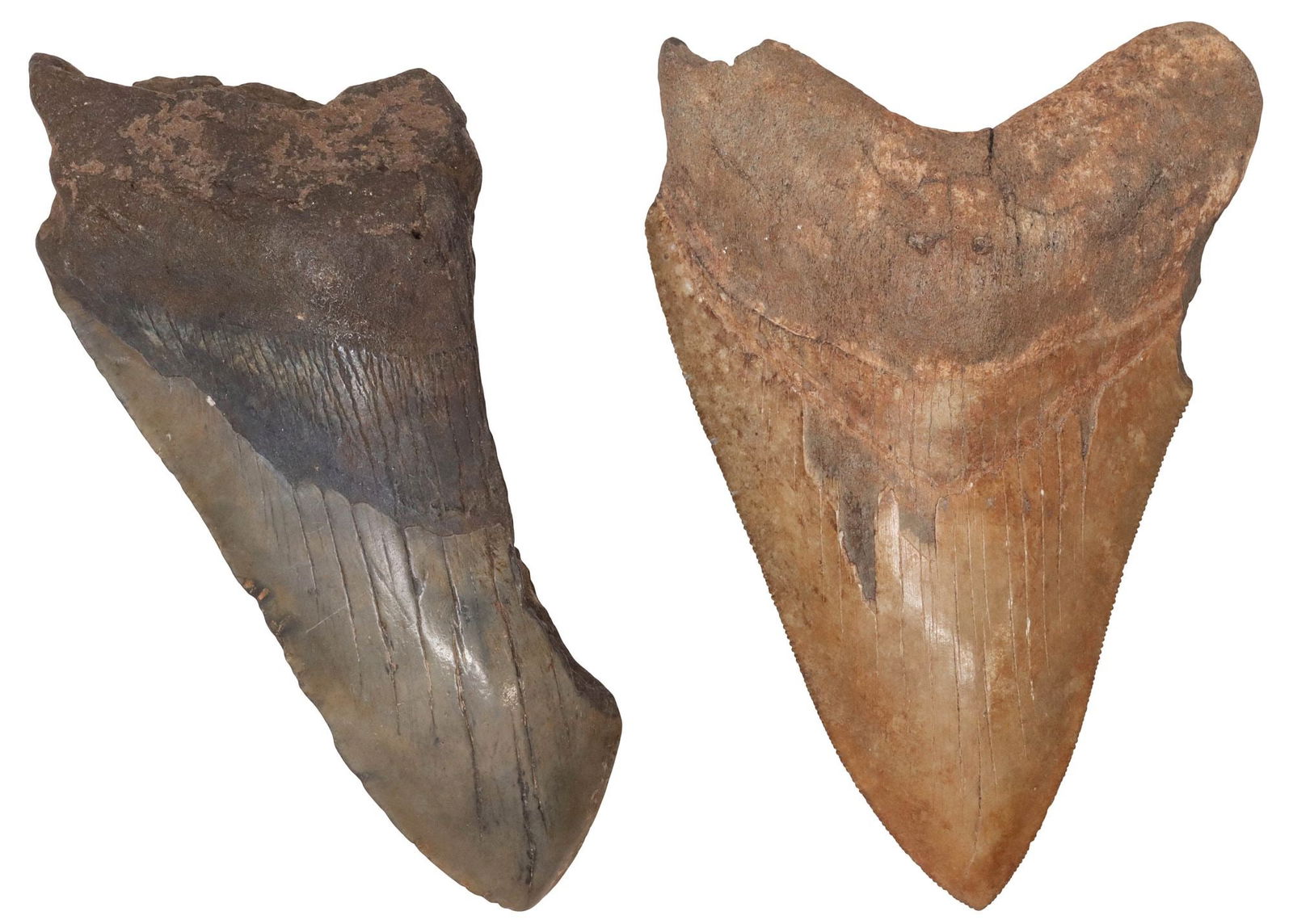 (2) MEGALODON SHARK TEETH: (lot of 2) Megalodon shark teeth, in unpolished as-found condition off the U.S. coast, including: (1) approx 3 5/8"w, 5.25"l; (1) partial tooth, approx 3.75"w, 6"l; 