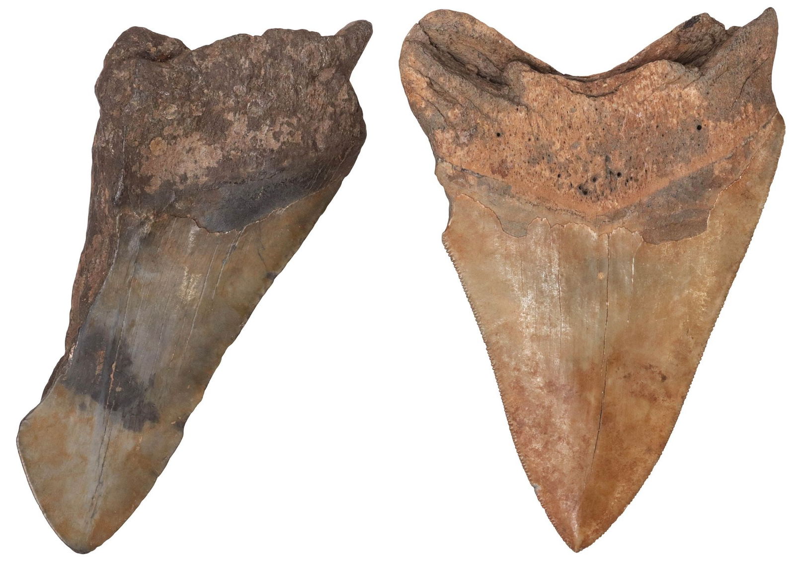 (2) MEGALODON SHARK TEETH - 2