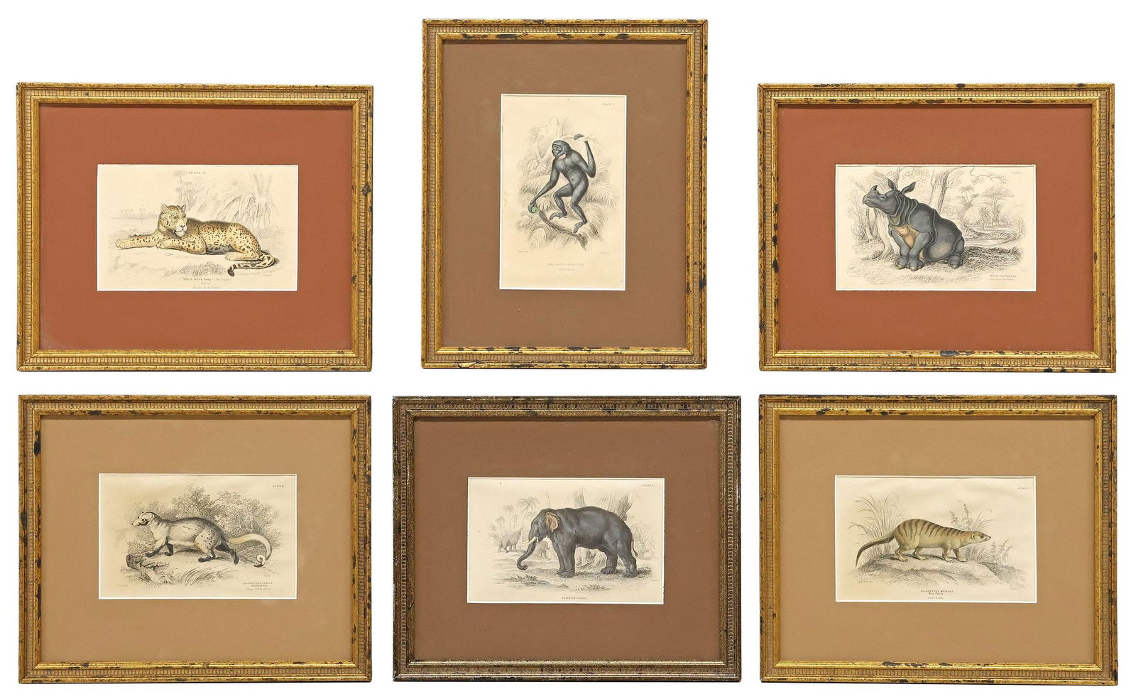 (6) FRAMED HAND-COLORED ENGRAVINGS, ZOOLOGICAL BOOK ILLUSTRATIONS (1 of 6)