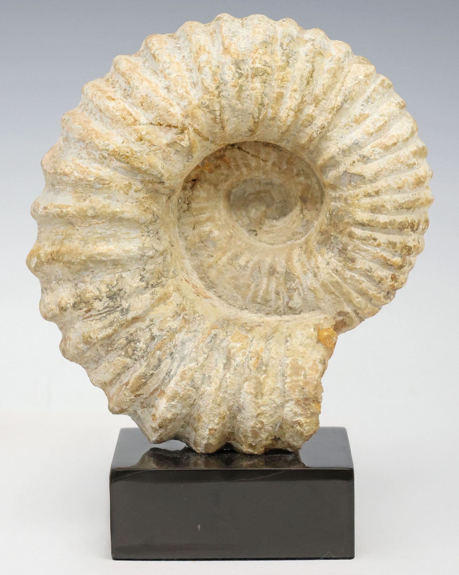 GEOLOGICAL AMMONITE FOSSIL SPECIMEN ON BLACK MARBLE BASE (1 of 3)