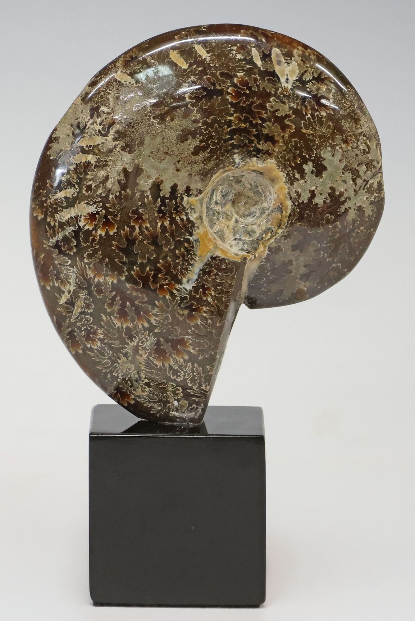 GEOLOGICAL POLISHED AMMONITE FOSSIL SPECIMEN ON BLACK MARBLE BASE: Geological polished ammonite fossil, on black marble base, specimen: approx 5"h, 4.25"w, 1.25"d, overall: approx 7"h, 4.25"w, 2"d, 2lbs