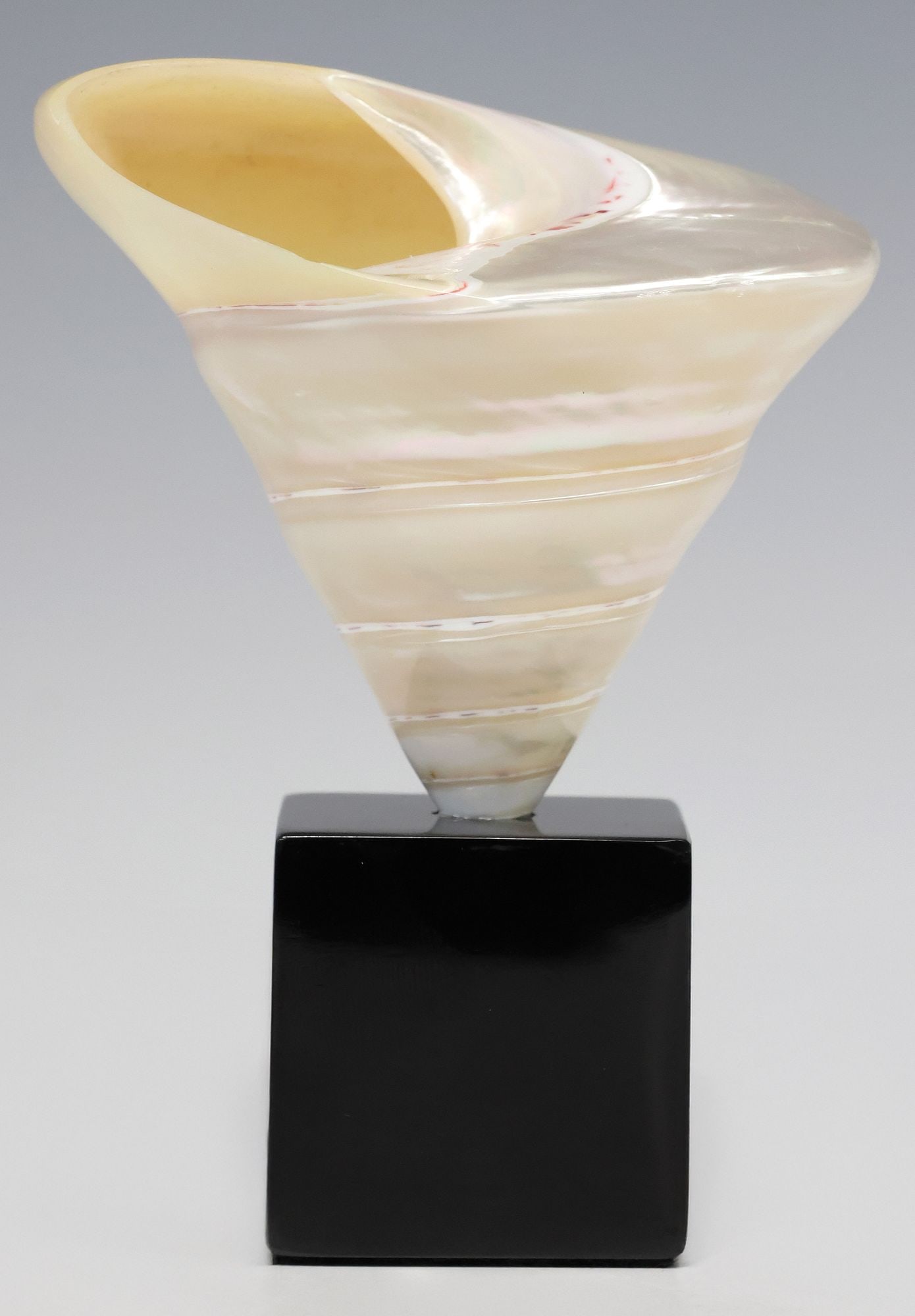 PEARLIZED TROCHUS NILOTICUS SEASHELL SPECIMEN ON BLACK GRANITE BASE: Pearlized trochus niloticus seashell specimen, rising on black marble base, specimen: approx 3.75"h, 4"w, 3.75"d, overall: approx 5.75"h, 4"w, 3.75"d, 1.25lbs