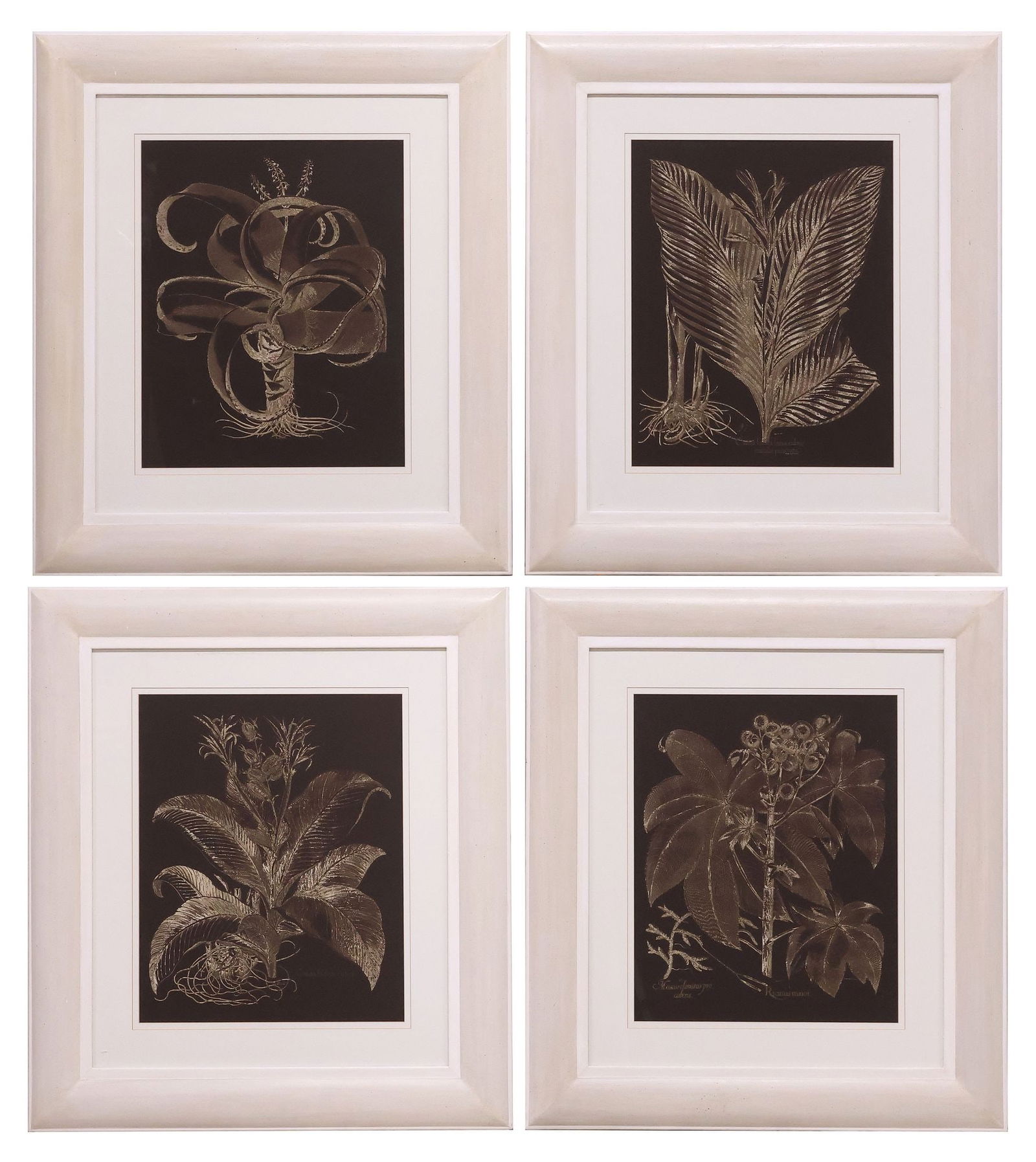 (4) BOTANICAL ILLUSTRATION PRINTS AFTER BASILIUS BESLER (D.1629) (1 of 8)