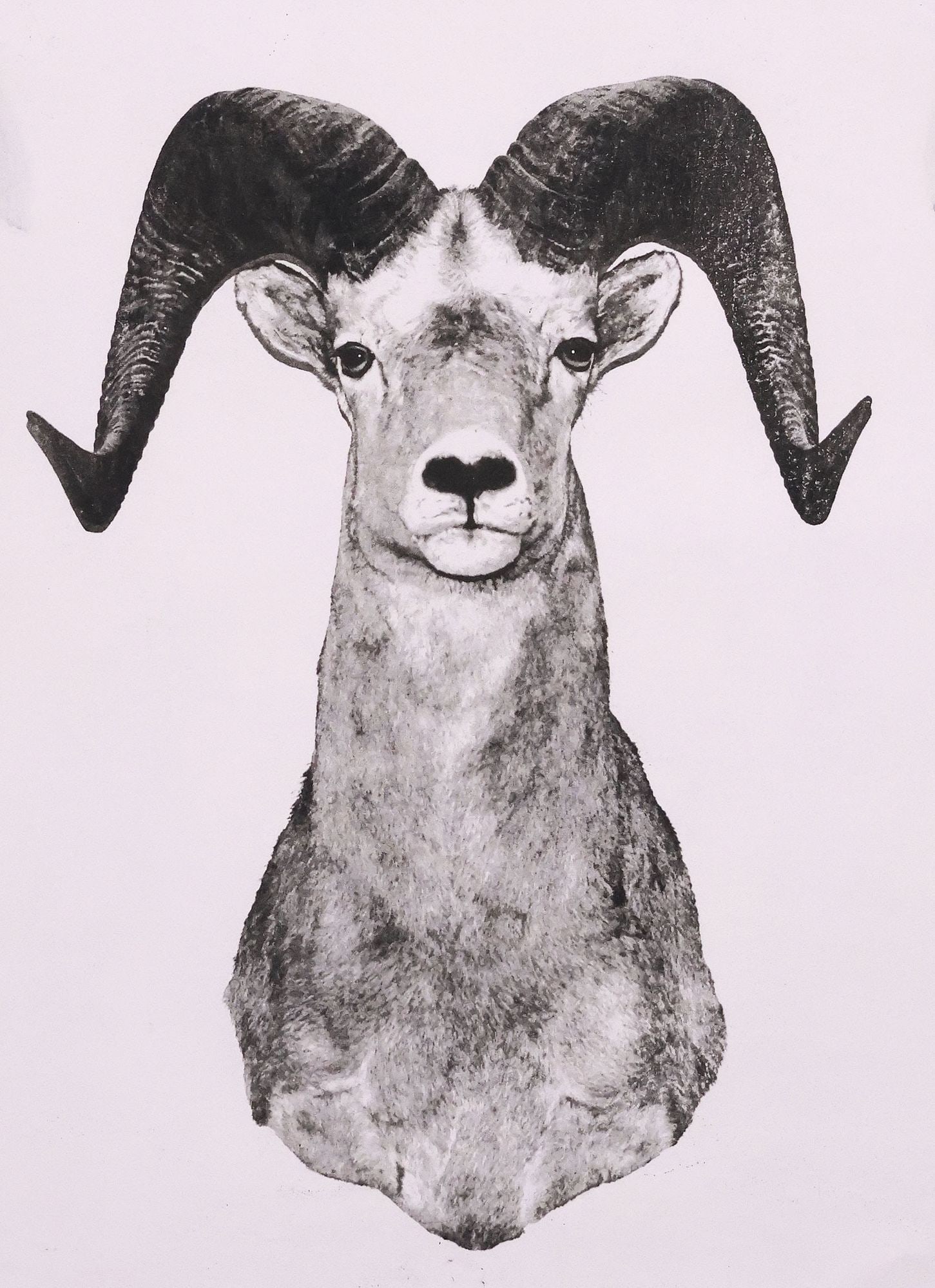 SIGNED JANE MCNALLY WRIGHT (AMERICAN, 20TH C.) RAM PRINT, "OVIS CANADENSIS": Framed offset print on paper, "Ovis Canadensis," pencil signed lower right Jane McNally Wright (American, 20th c.), numbered 2/ 50, titled at center, retaining Davis Gallery and Framing, Austin, Texas