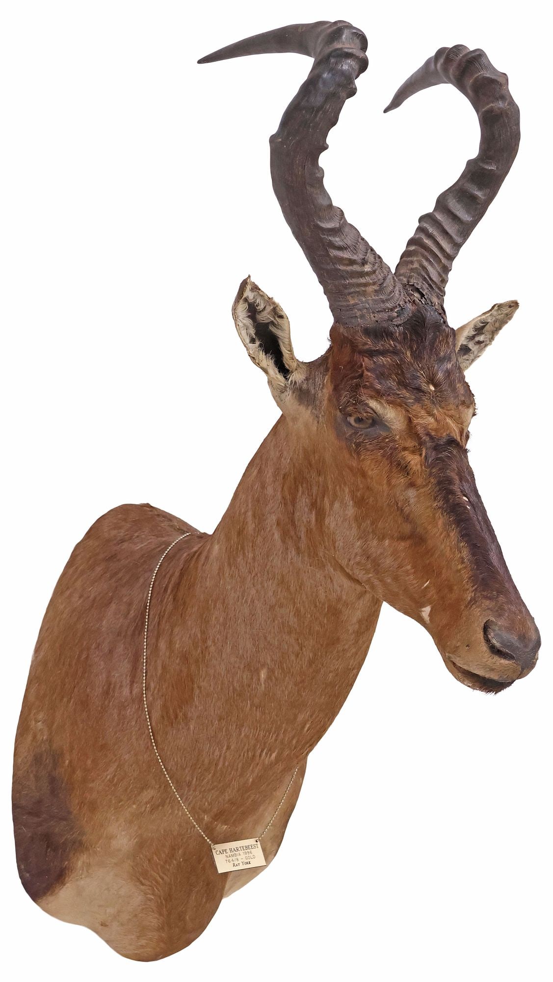 TAXIDERMY NAMIBIAN CAPE / RED HARTEBEEST SHOULDER TROPHY MOUNT (1 of 4)