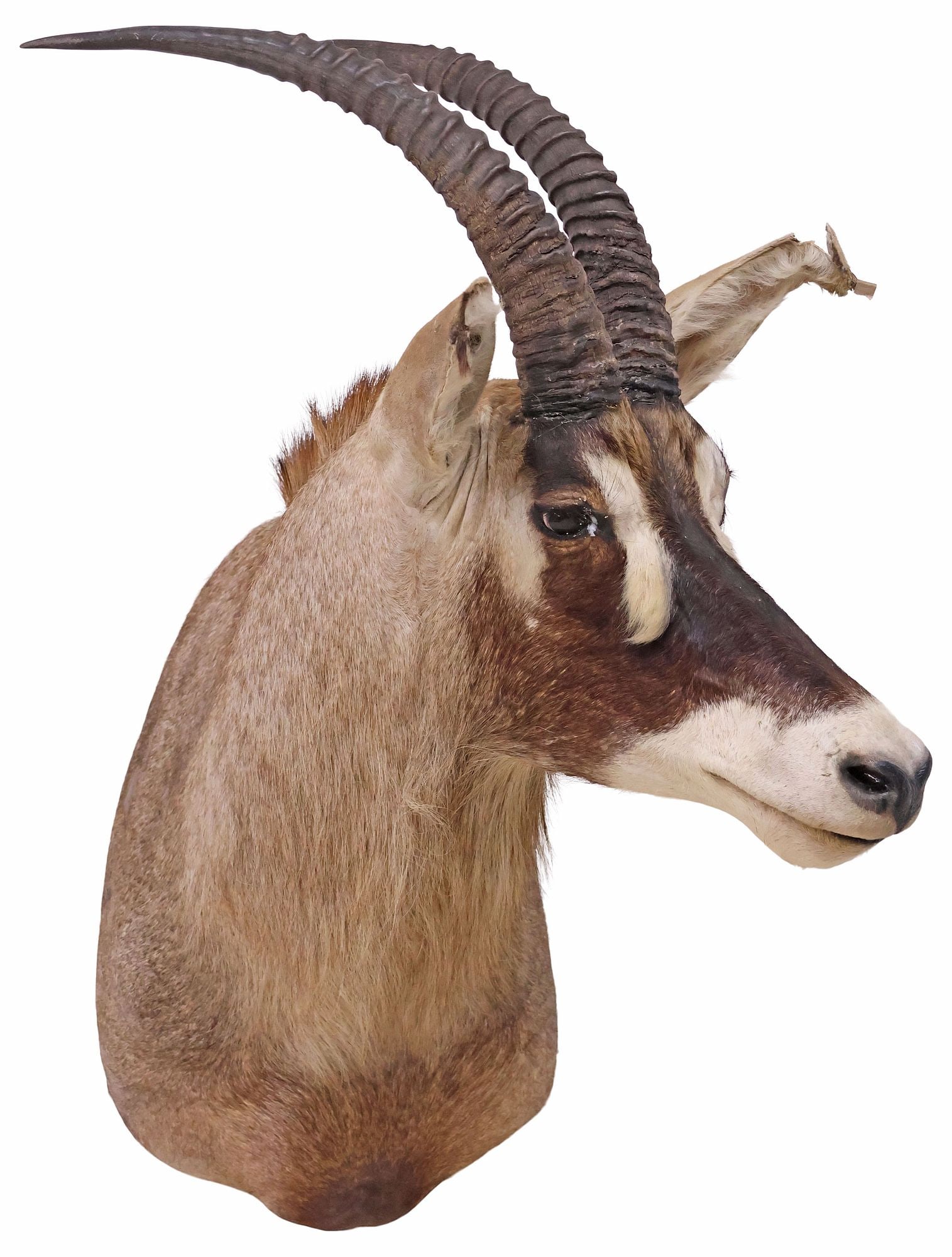 TAXIDERMY ROAN ANTELOPE SHOULDER TROPHY MOUNT (1 of 4)
