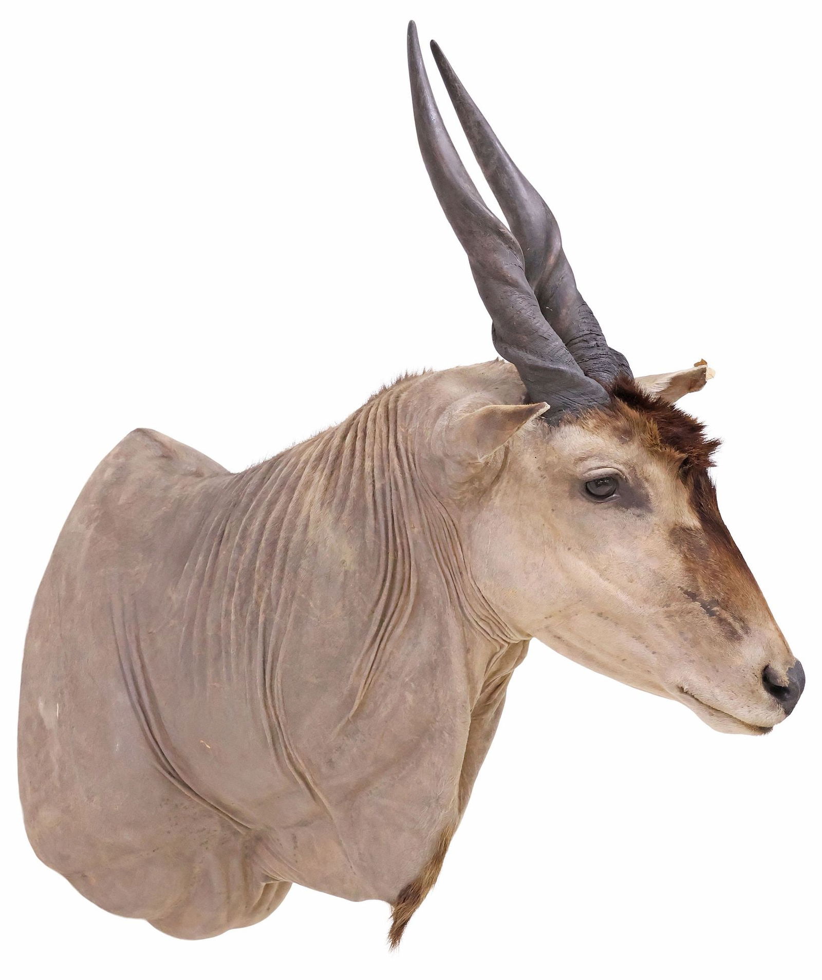 TAXIDERMY AFRICAN ELAND ANTELOPE SHOULDER TROPHY MOUNT: Taxidermy African eland antelope shoulder trophy mount, approx 44"h, 18.5"w, 43"d