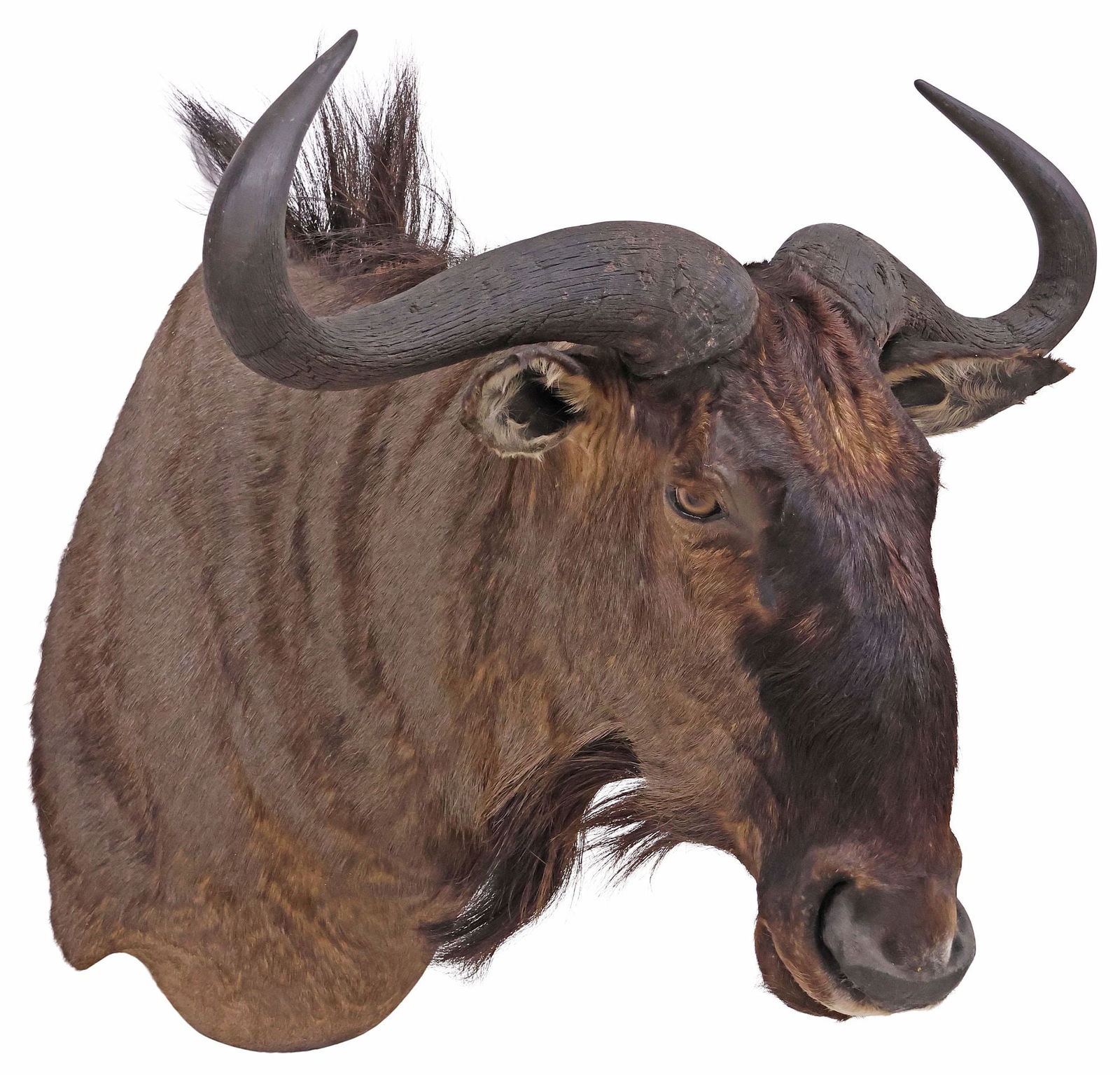 TAXIDERMY WILDEBEEST ANTELOPE SHOULDER TROPHY MOUNT: Taxidermy wildebeest antelope shoulder trophy mount, approx 29"h, 32.25"w, 31"d