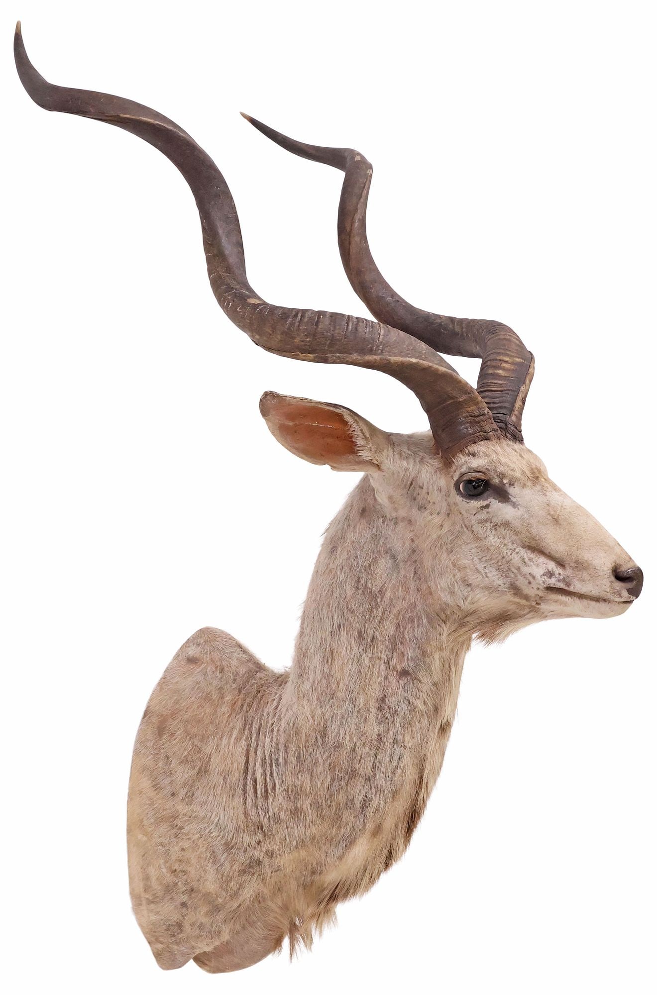 TAXIDERMY AFRICAN GREATER KUDU ANTELOPE SHOULDER TROPHY MOUNT (1 of 3)