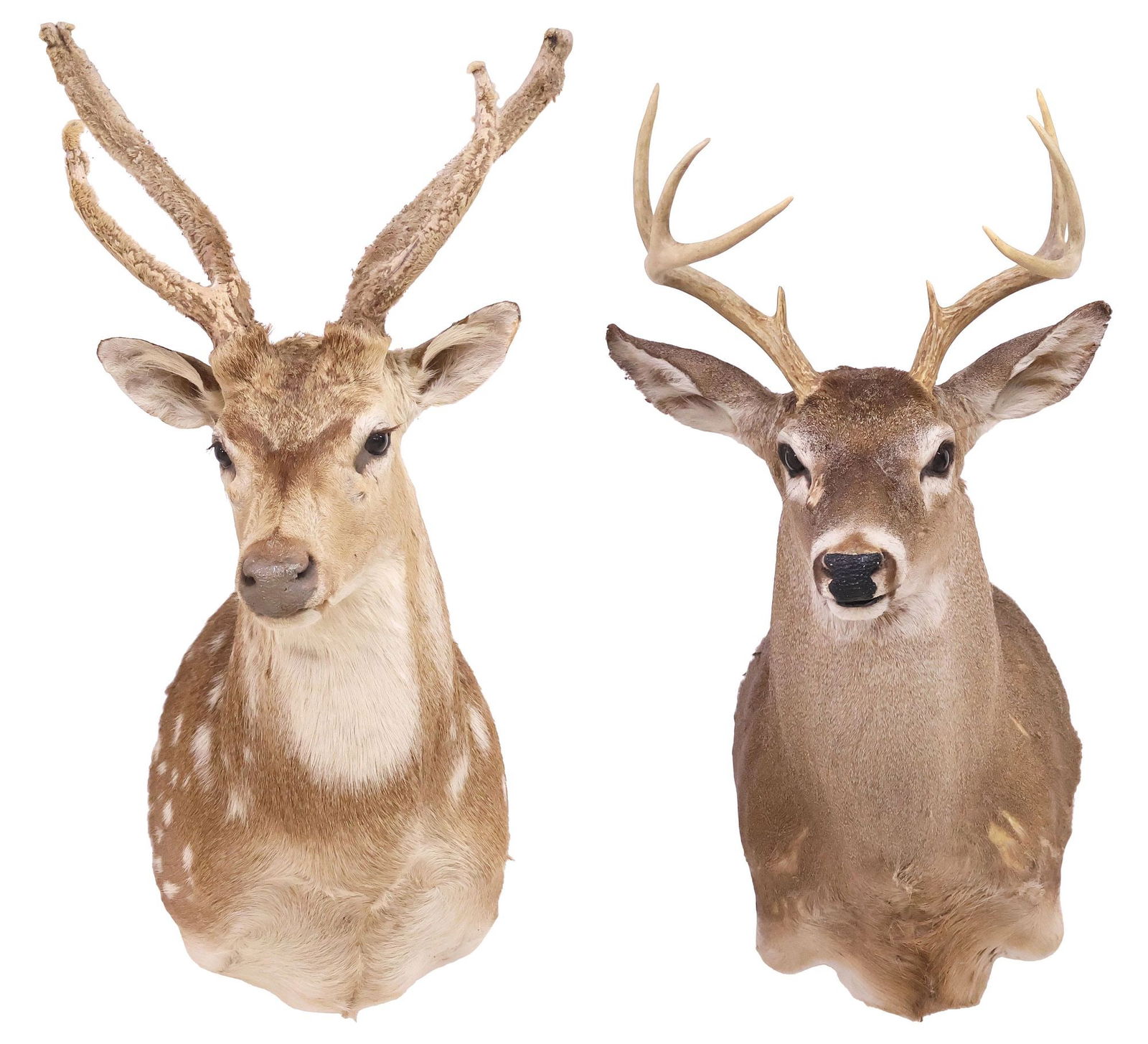 (2) TAXIDERMY AXIS & WHITETAIL DEER SHOULDER TROPHY MOUNTS: (lot of 2) Taxidermy deer shoulder trophy mounts, including: (1) axis deer, four point antlers, retaining remnants of velvet to antlers, approx 33"h, 18"w, 19.5"d; (1) whitetail deer, six point