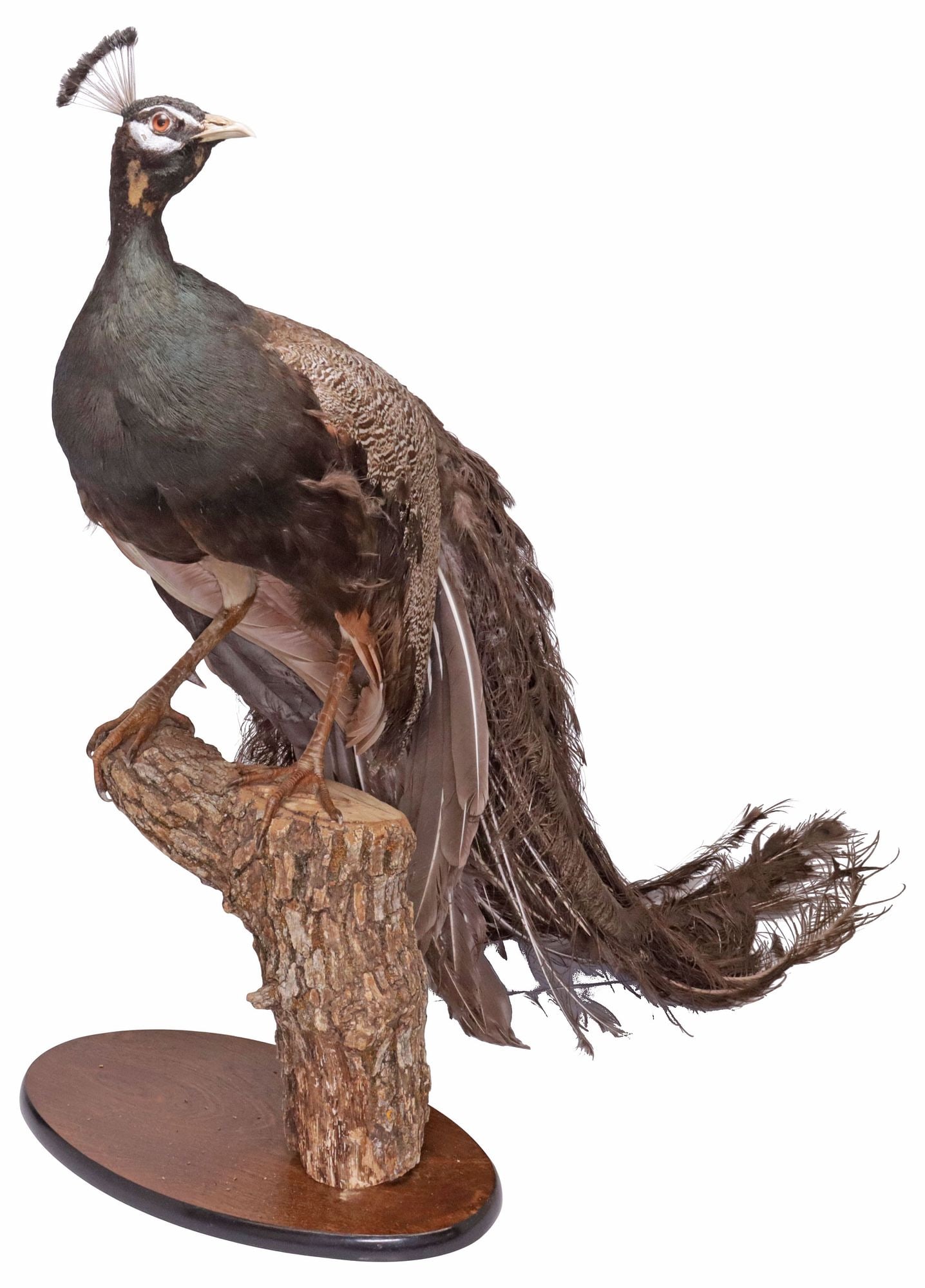 LARGE FULL-BODY TAXIDERMY MALE PEACOCK PERCHED ON TREE STUMP (1 of 6)