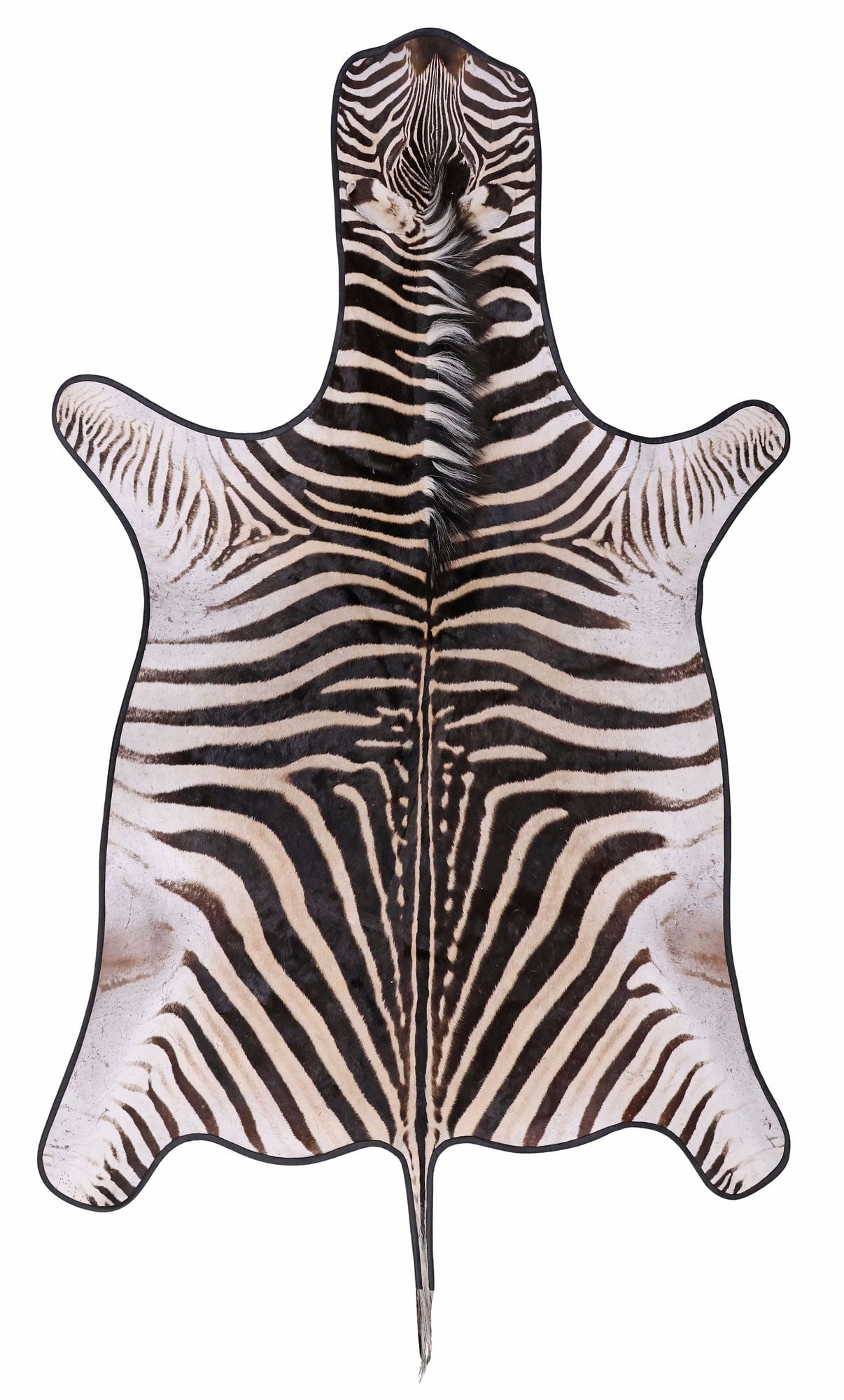 LARGE TAXIDERMY ZEBRA HIDE RUG, 113" X 71" (1 of 2)
