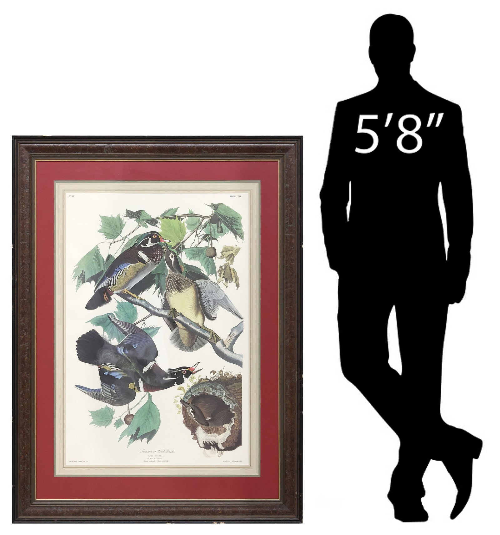 AFTER J.J. AUDUBON (1785-1851) LIMITED-EDITION WILDLIFE PRINT, WOOD DUCK: Large framed offset lithograph on paper, "Summer or Wood Duck/ Anas Sponsa. L.," after the drawing from nature by John James Audubon (French-American, 1785-1851), retaining label verso specifying a li