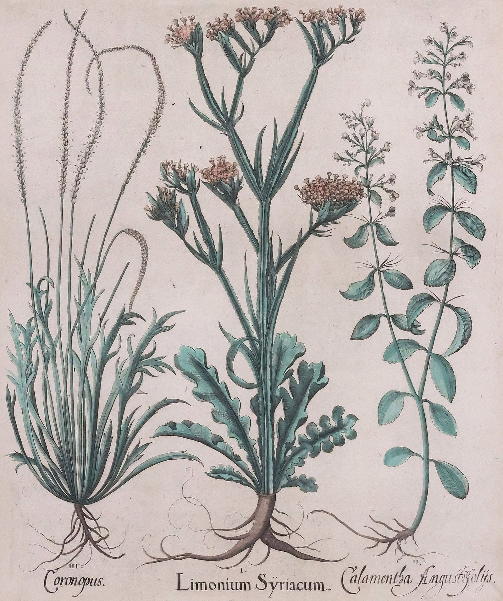 BASILIUS BESLER (1561-1629) HAND-COLORED BOTANICAL ENGRAVING (1 of 5)
