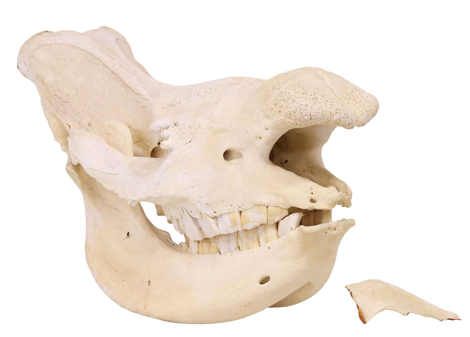 LIFE-SIZE CAST RESIN WHITE RHINOCEROS REPRODUCTION SKULL, 30"L: Large cast resin white rhinoceros skull, for use as a zoological osteology teaching aid, two-part construction with separate jaw, loss to one small section, the piece is present but detached, approx