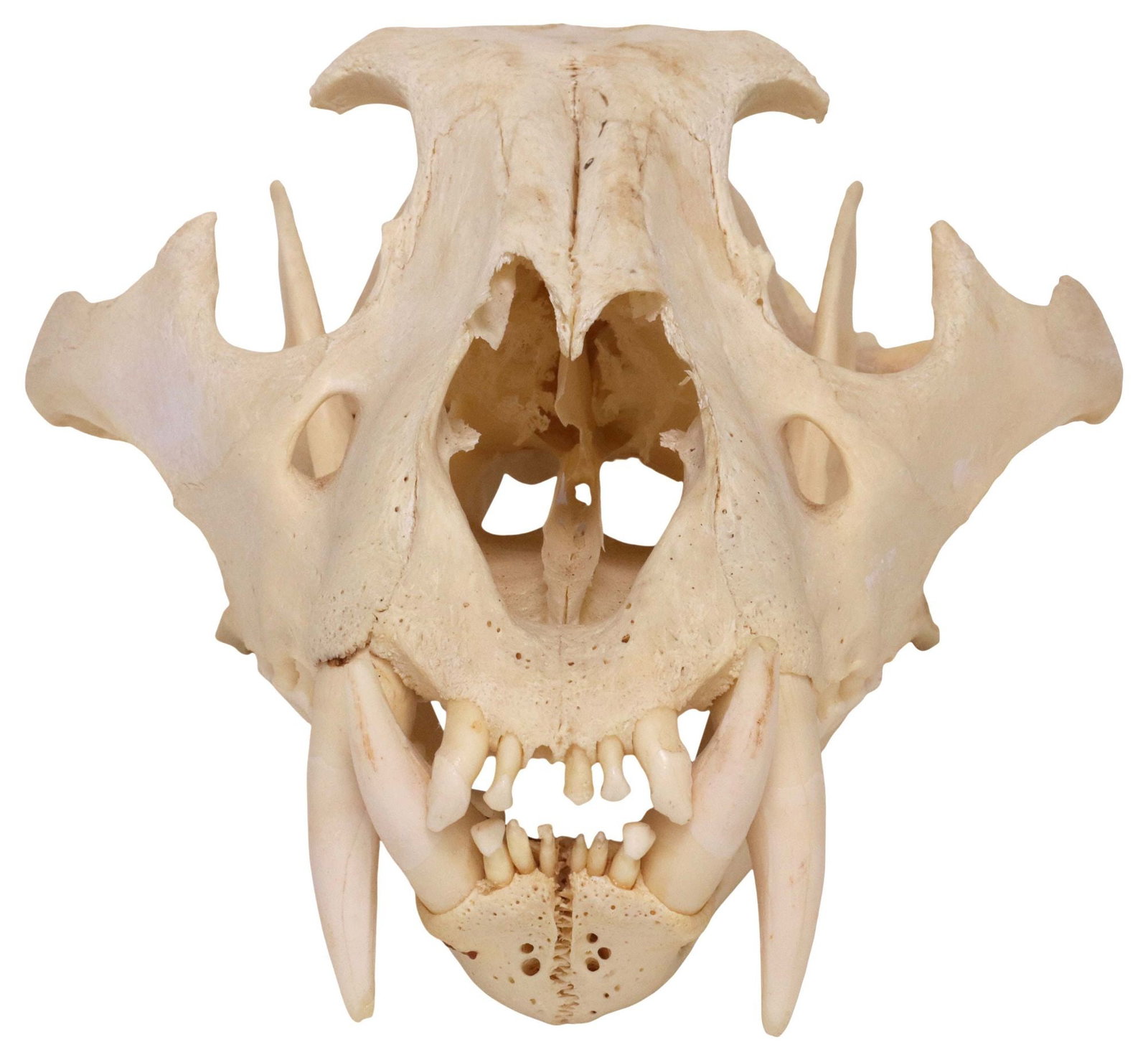TAXIDERMY AFRICAN LION SKULL *TEXAS RESIDENTS ONLY* (1 of 4)