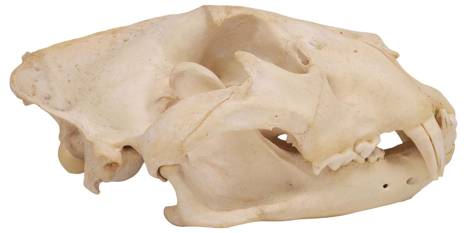 TAXIDERMY, LARGE AFRICAN LION SKULL, *TEXAS RESIDENTS ONLY*: *Texas Residents Only* African Male Lion Skull with lower jaw, appears as a large mature example, sharp rear molars, pronounced sagittal crest, lacks one lower small incisor tooth, lacks two small