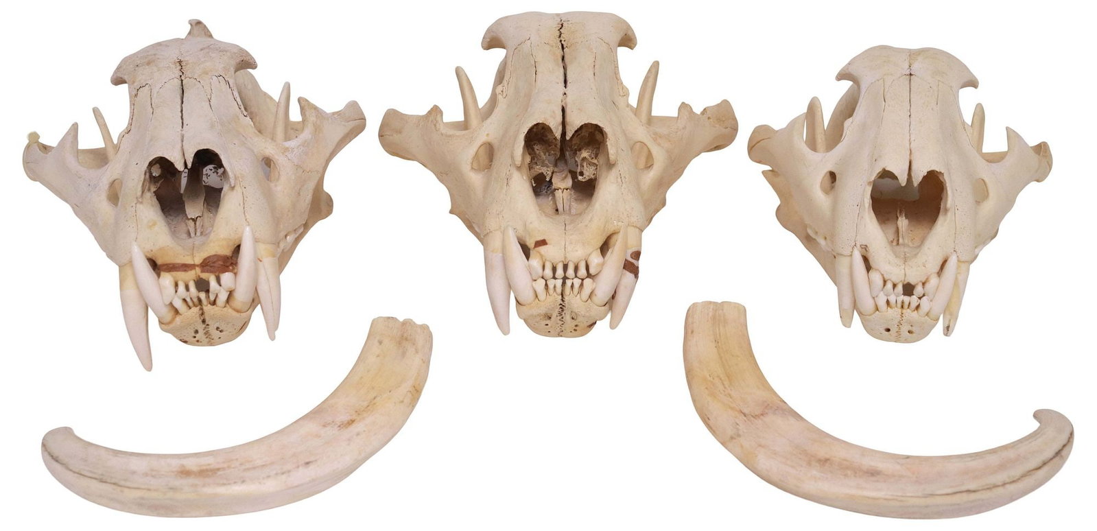 (3) TAXIDERMY LION SKULL PARTS, UPPER & LOWER *TEXAS RESIDENTS ONLY* (1 of 9)