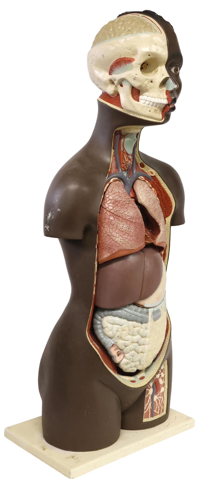 LIFE-SIZE GERMAN ANATOMICAL TEACHING FIGURE / MODEL (1 of 7)
